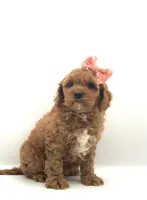 Jelly Bean, a female Cavapoo for sale in North Barrington, IL – Photo 3 of 4