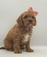 Jelly Bean, a female Cavapoo for sale in North Barrington, IL – Photo 4 of 4