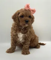 Jelly Bean, a female Cavapoo for sale in North Barrington, IL – Photo 1 of 4