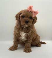 Jelly Bean, a female Cavapoo for sale in North Barrington, IL – Photo 2 of 4
