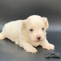 Nimbus, a male Maltipoo for sale in North Barrington, IL – Photo 2 of 2