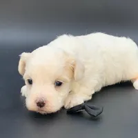 Nimbus, a male Maltipoo for sale in North Barrington, IL – Photo 1 of 2