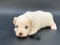 processed/1cd9d1da-7c3a-49f2-b6bc-5c097e9923d1/listing/9516870b-648f-481f-82ef-2b4d7a1ed901/b078b641-f139-4cff-bf44-1fa413b04606