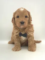 Benny, a male Miniature Goldendoodle for sale in North Barrington, IL – Photo 1 of 2