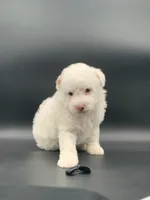 Ace of Hearts, a male Poodle - Toy  for sale in North Barrington, IL – Photo 2 of 2