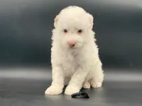 Ace of Hearts, a male Poodle - Toy  for sale in North Barrington, IL – Photo 1 of 2