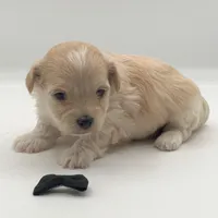 Titan, a male Maltipoo for sale in North Barrington, IL – Photo 1 of 2