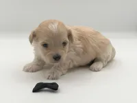 Titan, a male Maltipoo for sale in North Barrington, IL – Photo 1 of 2