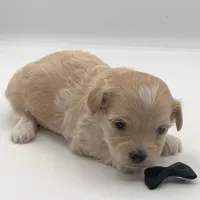 Titan, a male Maltipoo for sale in North Barrington, IL – Photo 2 of 2