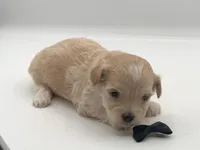 Titan, a male Maltipoo for sale in North Barrington, IL – Photo 2 of 2