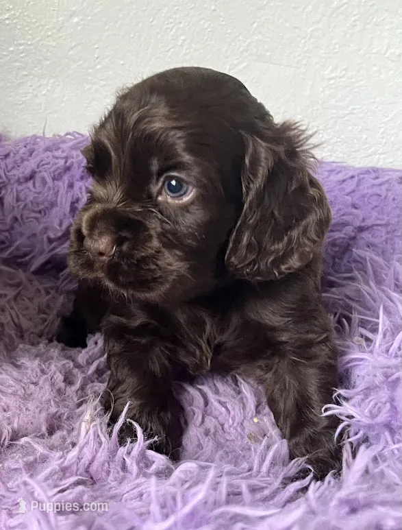 Max – Cocker Spaniel puppy for sale in Park Rapids, MN