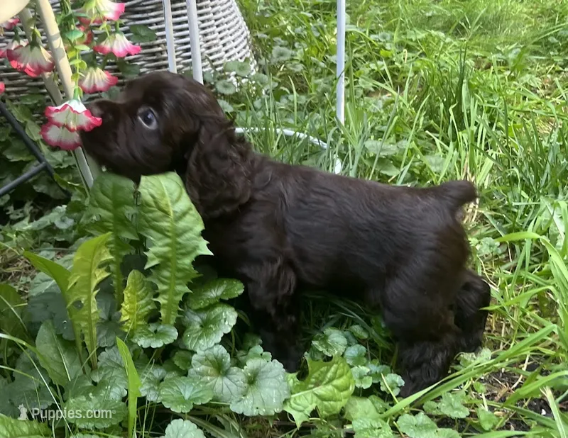 Max – Cocker Spaniel puppy for sale in Park Rapids, MN
