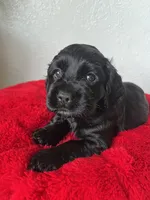 Milo, a male Cocker Spaniel for sale in Park Rapids, MN – 3 of 5