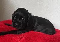 Milo, a male Cocker Spaniel for sale in Park Rapids, MN – 5 of 5