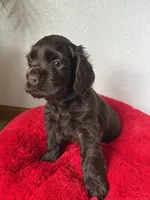 Max, a male Cocker Spaniel for sale in Park Rapids, MN – 3 of 4