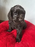 Max, a male Cocker Spaniel for sale in Park Rapids, MN – 4 of 4