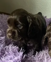 Max, a male Cocker Spaniel for sale in Park Rapids, MN – 2 of 4