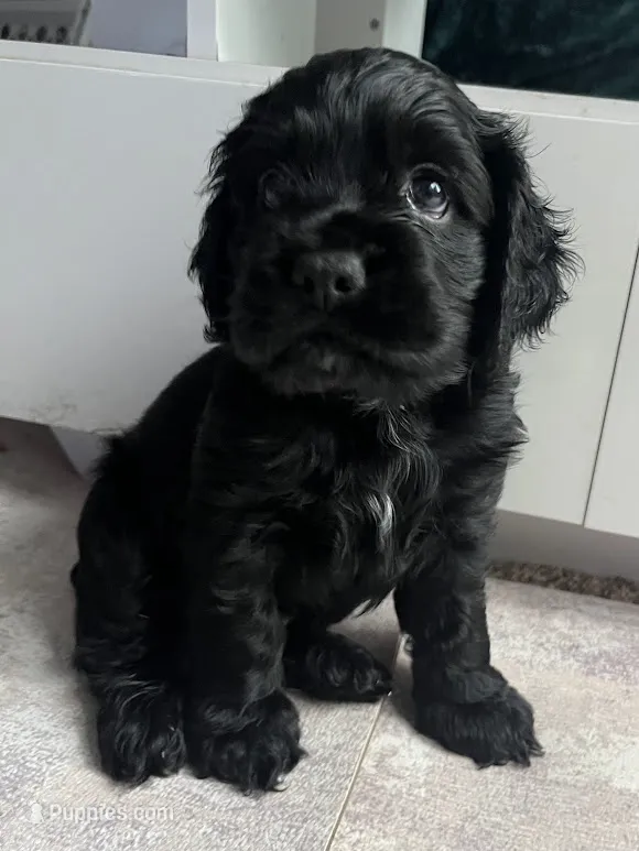 Milo – Cocker Spaniel puppy for sale in Park Rapids, MN