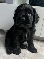 Milo, a male Cocker Spaniel for sale in Park Rapids, MN – 1 of 5