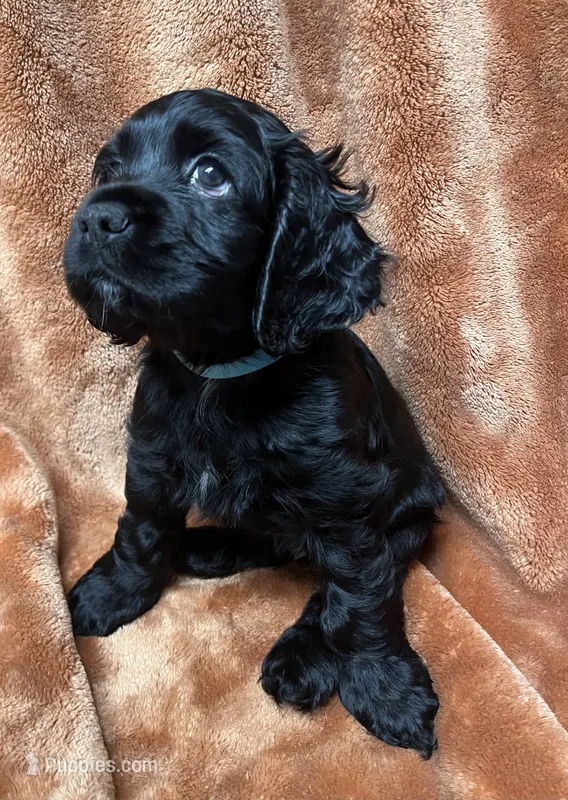 Milo – Cocker Spaniel puppy for sale in Park Rapids, MN