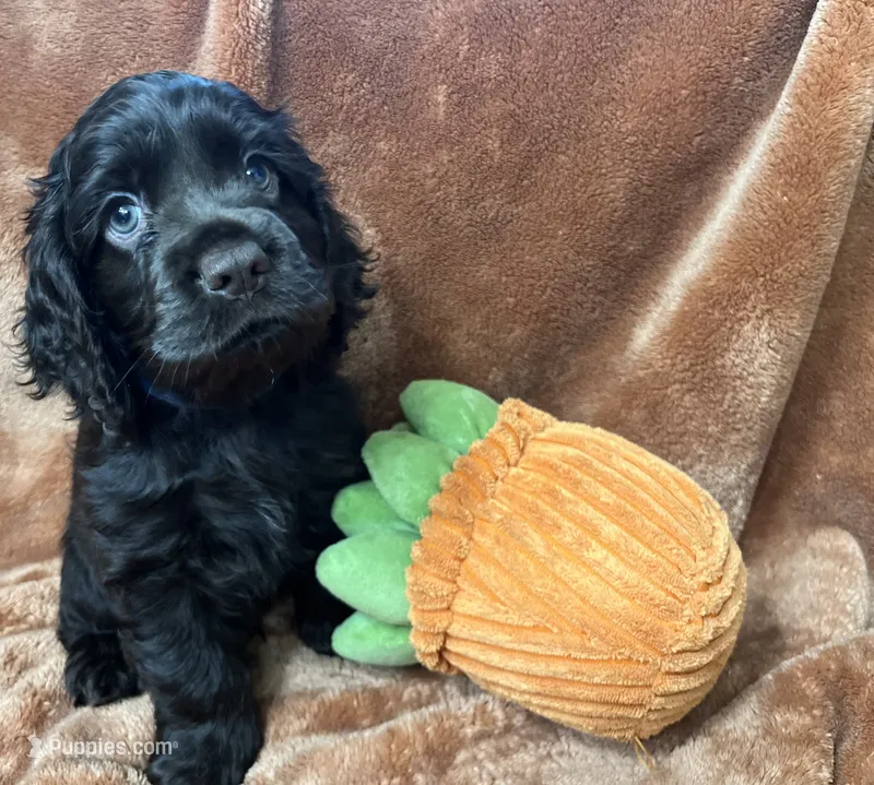 Max – Cocker Spaniel puppy for sale in Park Rapids, MN