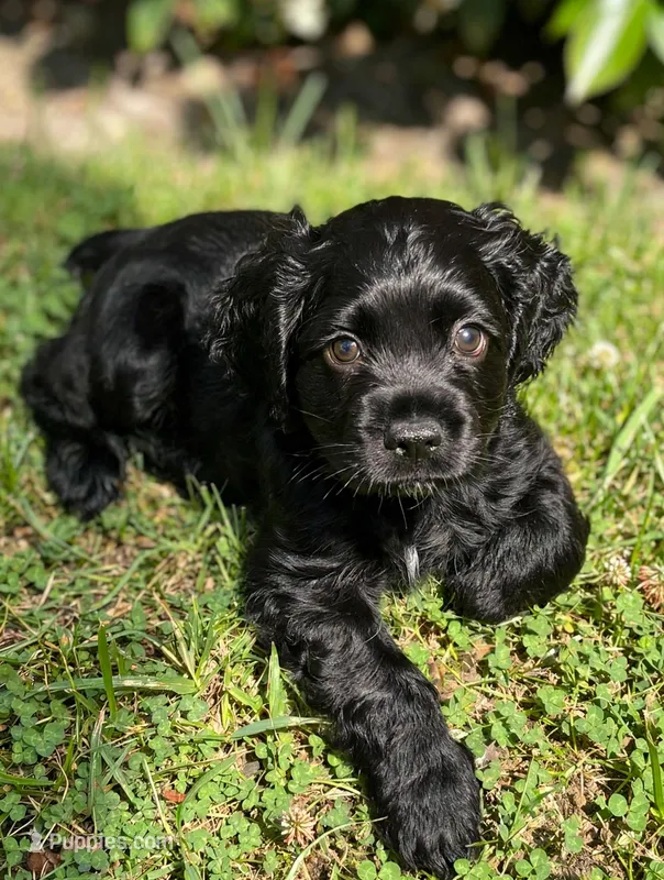 Milo – Cocker Spaniel puppy for sale in Park Rapids, MN