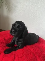 Milo, a male Cocker Spaniel for sale in Park Rapids, MN – 4 of 5