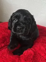 Milo, a male Cocker Spaniel for sale in Park Rapids, MN – 2 of 5
