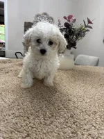 Olaf, a male Goldendoodle and Poodle - Miniature  for sale in Kingsport, TN – 3 of 4