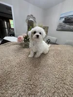 Snowflake, a female Goldendoodle and Poodle - Miniature  for sale in Kingsport, TN – 3 of 4