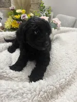 Sweetie, a female Goldendoodle and Poodle - Miniature  for sale in Kingsport, TN – 3 of 4