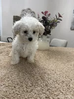Olaf, a male Goldendoodle and Poodle - Miniature  for sale in Kingsport, TN – 4 of 4