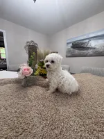 Snowflake, a female Goldendoodle and Poodle - Miniature  for sale in Kingsport, TN – 2 of 4
