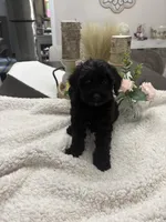 Sweetie, a female Goldendoodle and Poodle - Miniature  for sale in Kingsport, TN – 4 of 4
