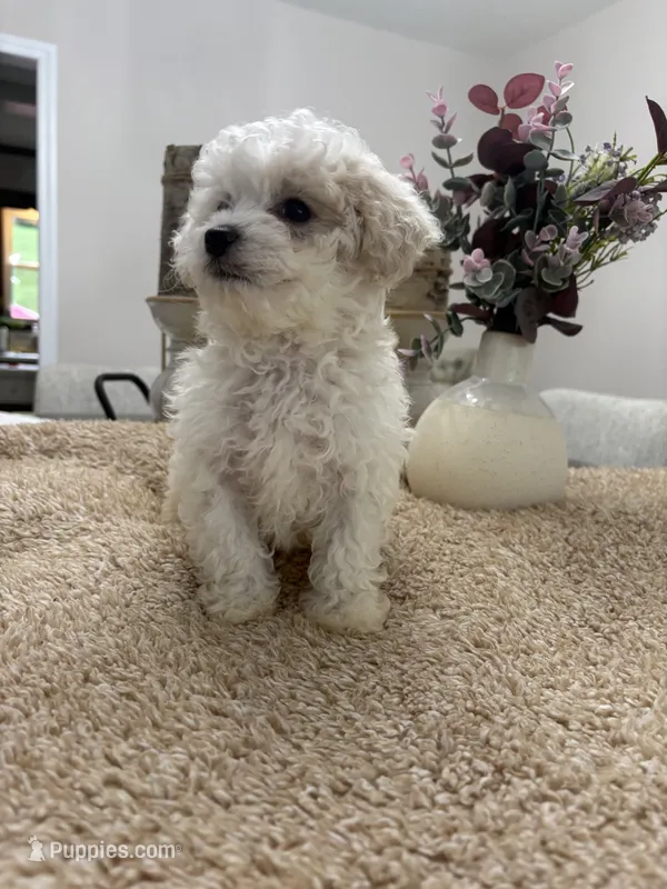 Olaf – Goldendoodle, Poodle - Miniature  puppy for sale in Kingsport, TN