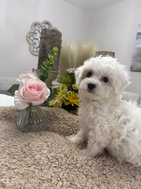 Snowflake – Goldendoodle, Poodle - Miniature  puppy for sale in Kingsport, TN