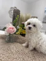 Snowflake, a female Goldendoodle and Poodle - Miniature  for sale in Kingsport, TN – 1 of 4