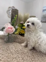 Snowflake, a female Goldendoodle and Poodle - Miniature  for sale in Kingsport, TN – 4 of 4