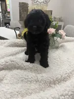 Sweetie, a female Goldendoodle and Poodle - Miniature  for sale in Kingsport, TN – 1 of 4