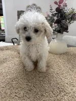 Olaf, a male Goldendoodle and Poodle - Miniature  for sale in Kingsport, TN – 2 of 4