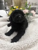 Sweetie, a female Goldendoodle and Poodle - Miniature  for sale in Kingsport, TN – 2 of 4