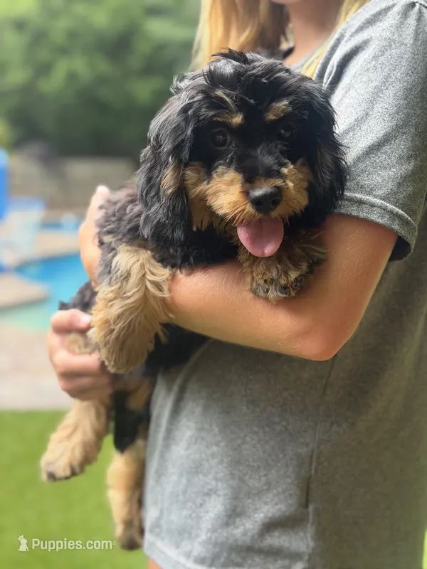 Honey – Cavapoo puppy for sale in Donalds, SC