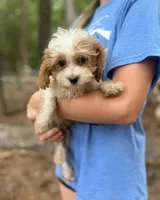 Cooper, a male Cavapoo for sale in Donalds, SC – 1 of 1