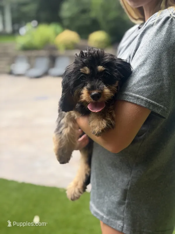 Blaze – Cavapoo puppy for sale in Donalds, SC