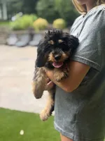 Blaze, a male Cavapoo for sale in Donalds, SC – 1 of 1