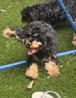 Honey, a female Cavapoo for sale in Donalds, SC – 2 of 2