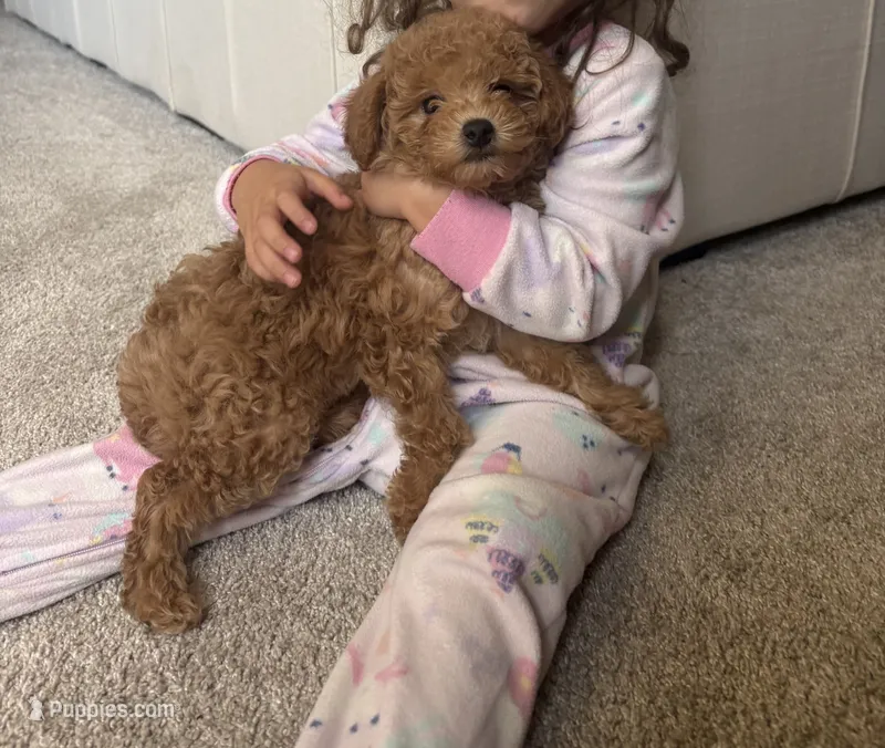 Vi – Poodle - Toy  puppy for sale in Castle Rock, CO