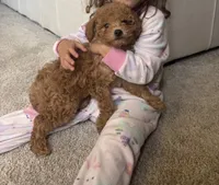 Vi, a female Poodle - Toy  for sale in Castle Rock, CO – 1 of 1