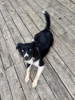 Buck , a male Australian Shepherd for sale in Des Moines, IA – 3 of 10