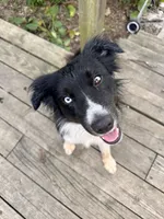 Buck , a male Australian Shepherd for sale in Des Moines, IA – 7 of 10